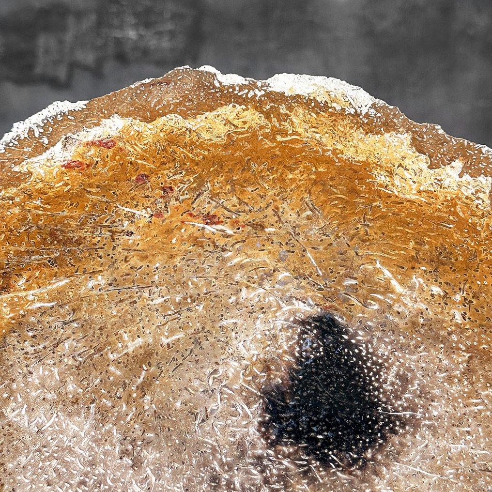 Wonderful Slice of Petrified Palm Root on a custom stand - Fossilised wood - Palma Fossile  (No reserve price) #4.3