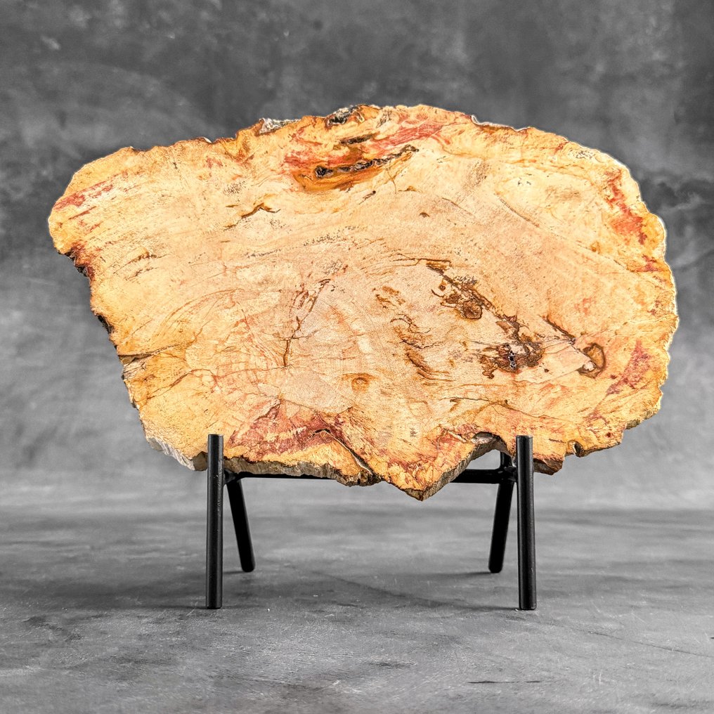 令人惊叹的化石木片，放置在定制底座上。 - 化石木材  (沒有保留價) #2.1