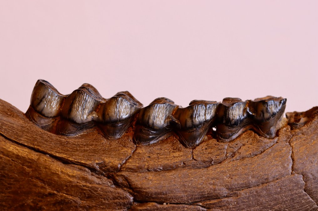 Sinomegaceros sp. - Fossiler Unterkieferknochen - 74 mm - 180 mm  (Ohne mindestpreis) #1.0