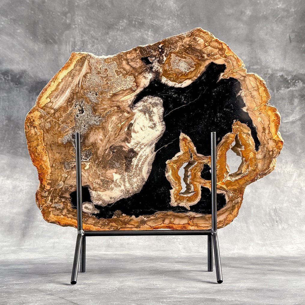 令人惊叹的巨大化石木片,放置在定制底座上。 - 化石木材 (没有保留价) #1.0