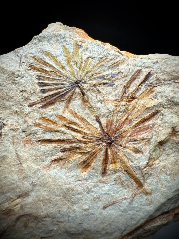 Atemberaubender fossiler Farn - Versteinerte Pflanze - Annularia muricata #1.0