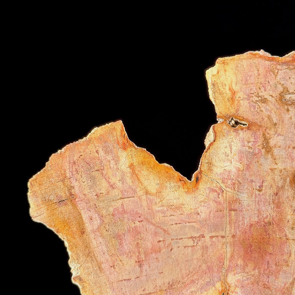 Εντυπωσιακή φέτα πετρωμένου ξύλου σε προσαρμοσμένη βάση. - Απολιθωμένο ξύλο  (χωρίς τιμή ασφαλείας) #3.2