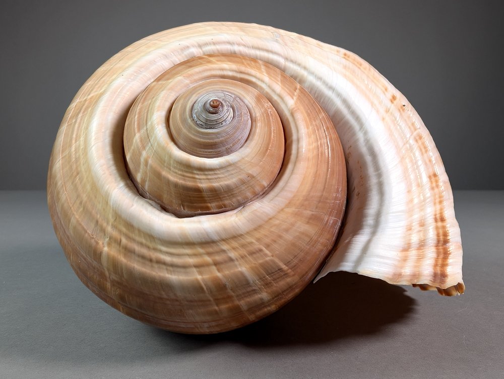 Tonna Shell Concha do mar - Tonna dolium  (Sem preço de reserva) #2.1