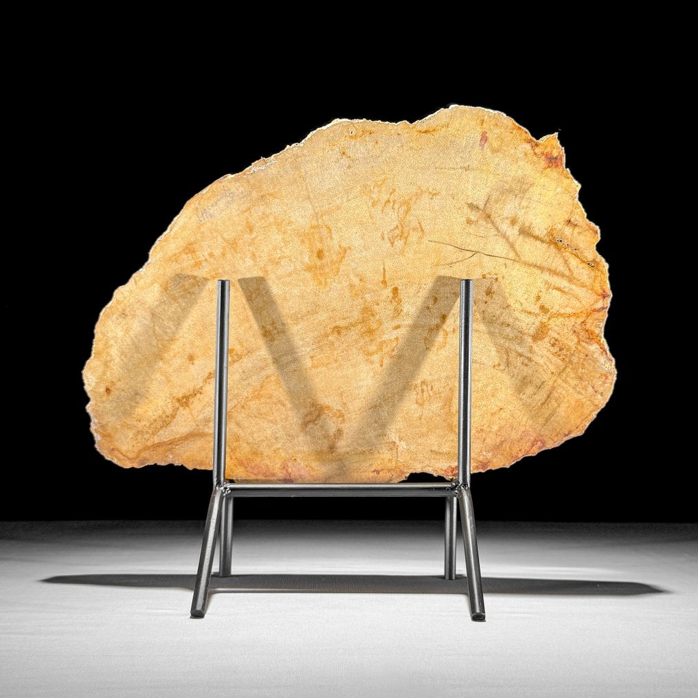 Stunning Slice of Petrified Wood on a custom stand - Fossilised wood  (No reserve price) #1.0
