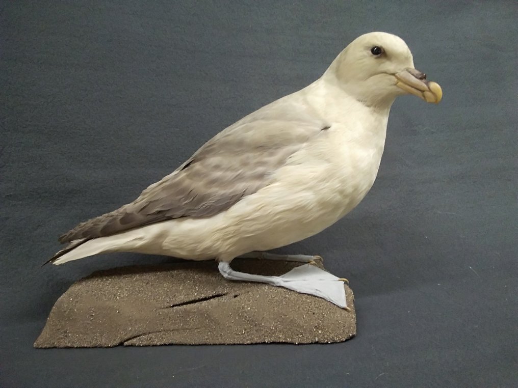 Fulmar Allestimento tassidermico a corpo intero - Fulmarus glacialis - 27 cm - 35 cm - 18 cm - Specie non CITES - 1 #3.2