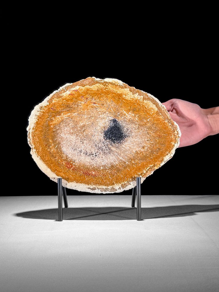 Wonderful Slice of Petrified Palm Root on a custom stand - Fossilised wood - Palma Fossile  (No reserve price) #1.0