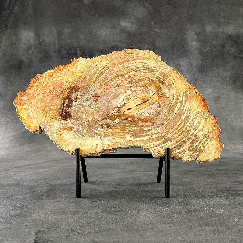 Felie uimitoare de lemn pietrificat pe un suport personalizat - Lemn fosilizat (Fără preț de rezervă) #2.1