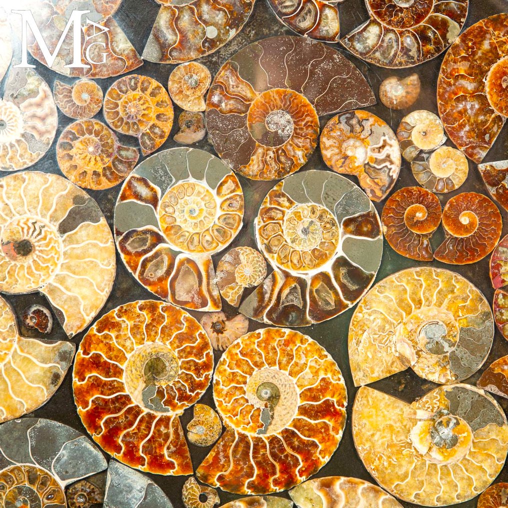 A Fantastic Top Table in Natural fossil Ammonites - Frammento fossile - Cleoniceras Sp - 550 mm - 550 mm #2.1