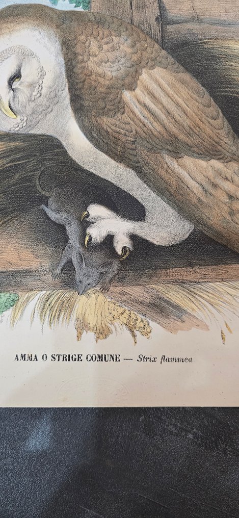 Lit. Petraroja - A. di Lorenzo dis." - Lot with 19 litographies - 1863 #3.2