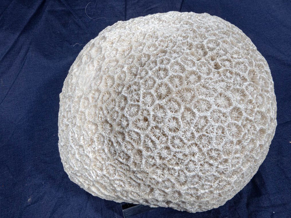 Verzamelobject: witte knospenkoralen op plexglazen sokkel Skelet - div - 18 mm - 19 mm - 14 cm- Geen-CITES-soort - (1) #4.3