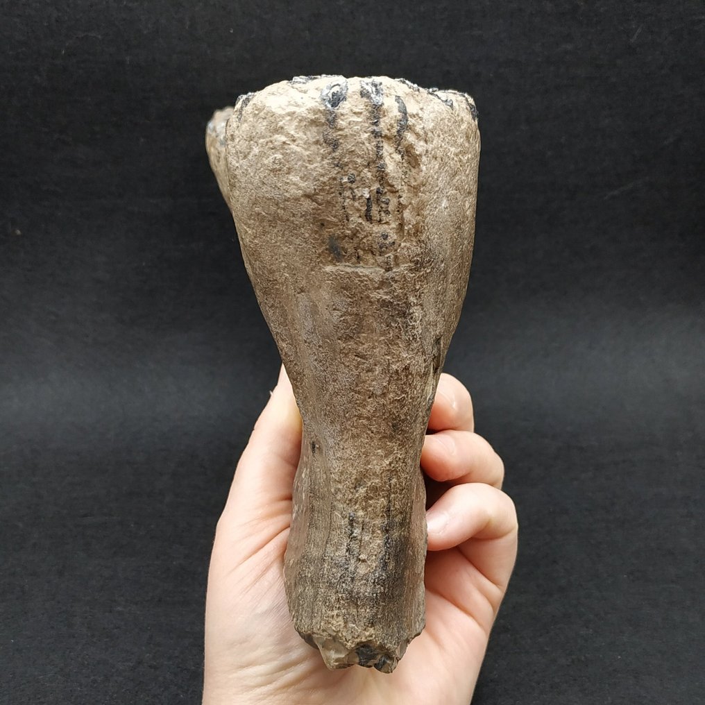 Mamut lanudo - Diente fósil - Mammuthus primigenius #3.2