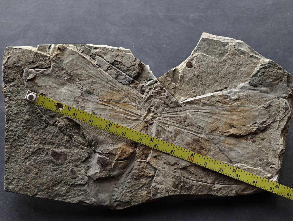 14 cm seltener Libellen-Fossil aus der unteren Kreidezeit. - Fossiler Panzer #2.1