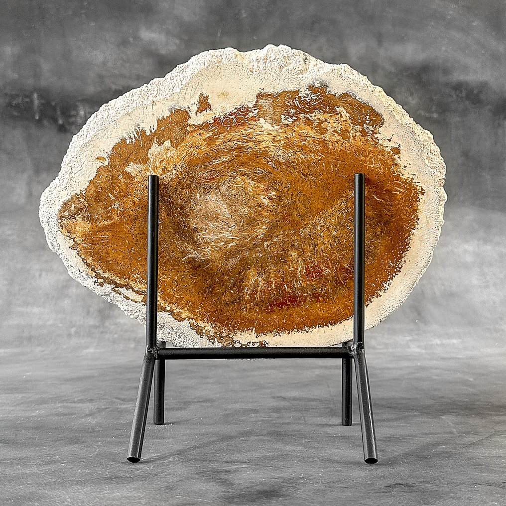 Wonderful Slice of Petrified Palm Root on a custom stand - Fossilised wood - Palma Fossile  (No reserve price) #1.0