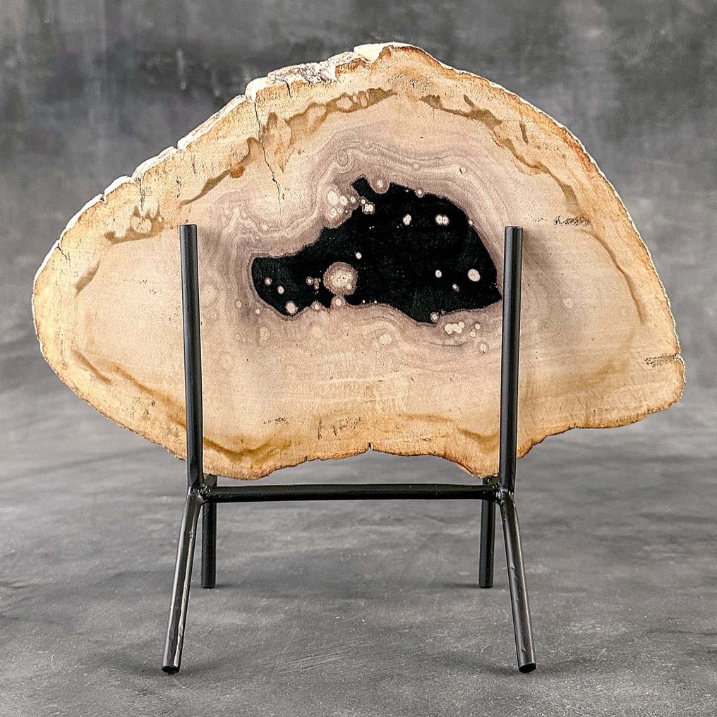 精美的化石木切片，配有定制底座 - 化石木材  (沒有保留價) #1.0