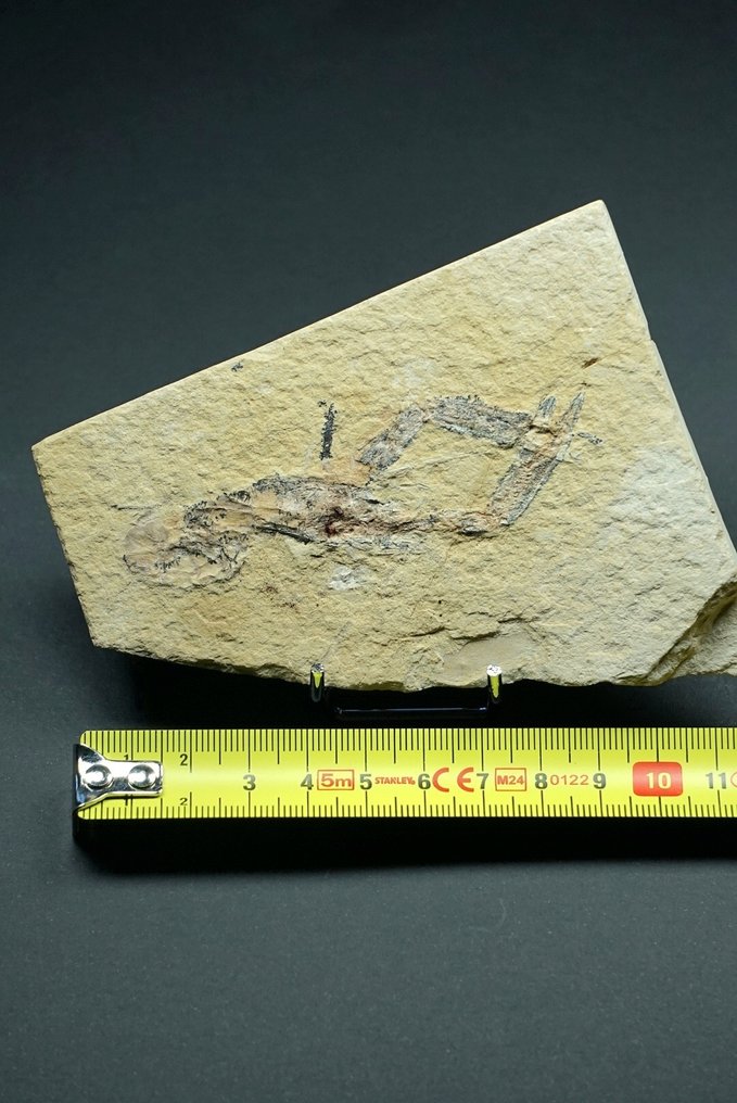 Animal fossilizado - Lobster - 11 cm (Sem preço de reserva) #3.2