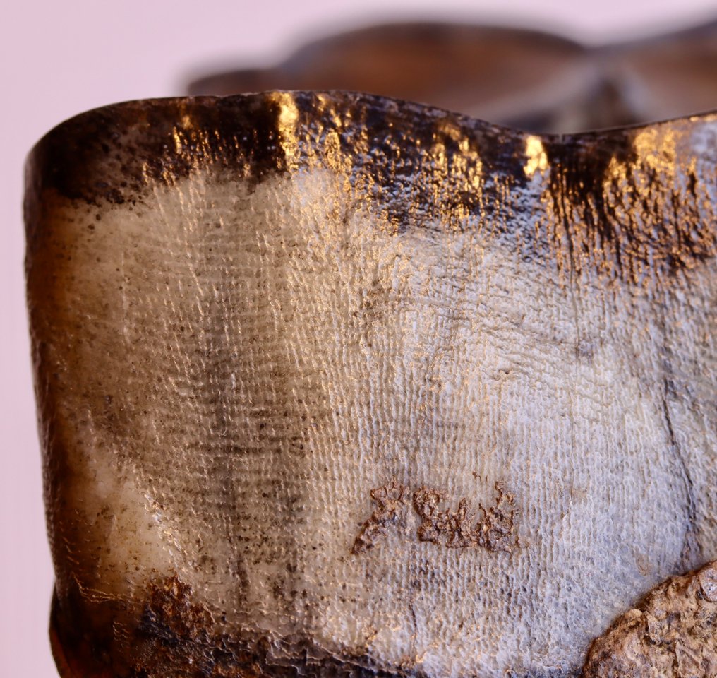 El rinoceronte de Merck - Diente fósil - Stephanorhinus kirchbergensis - 69 mm - 69 mm #3.2