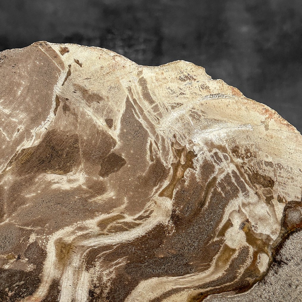 Stunning Slice of Petrified Wood on a custom stand - Fossilised wood  (No reserve price) #4.3
