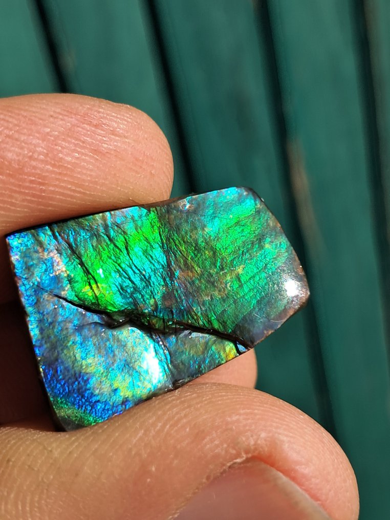 Ammolite - Fragment fosilă - Placenticeras - 26 mm - 18 mm (Fără preț de rezervă) #1.0