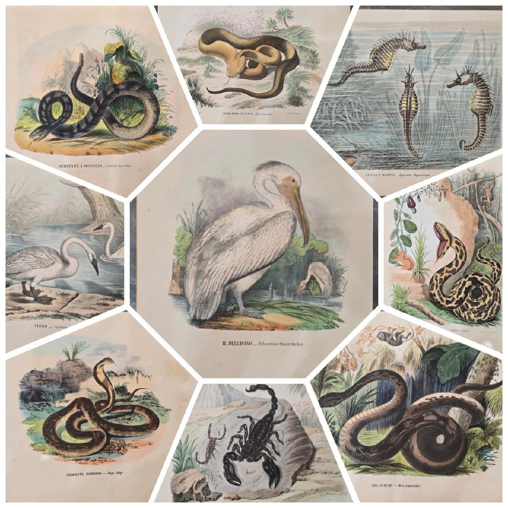 Lit. Petraroja - A. di Lorenzo dis." - Lot with 19 litographies - 1863 #1.0