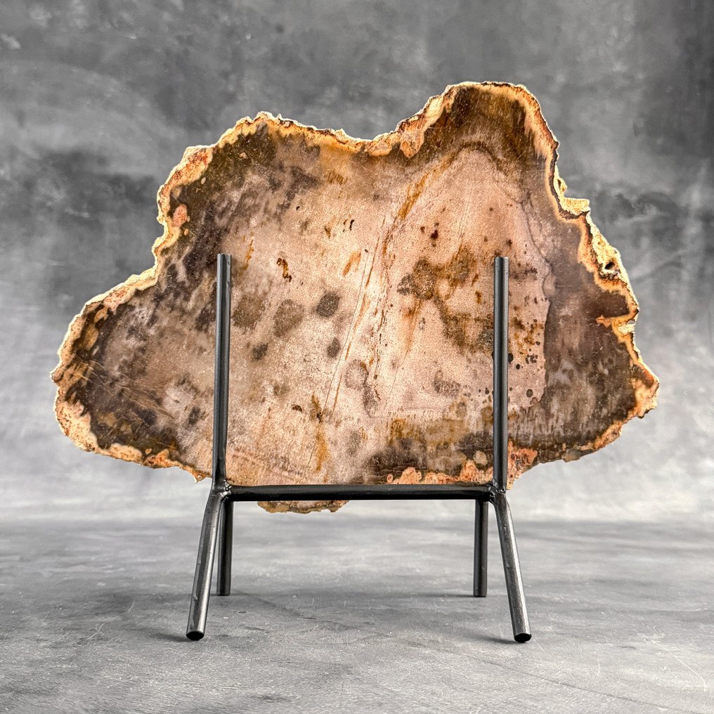Stunning Slice of Petrified Wood on a custom stand - Fossilised wood (No reserve price) #1.0