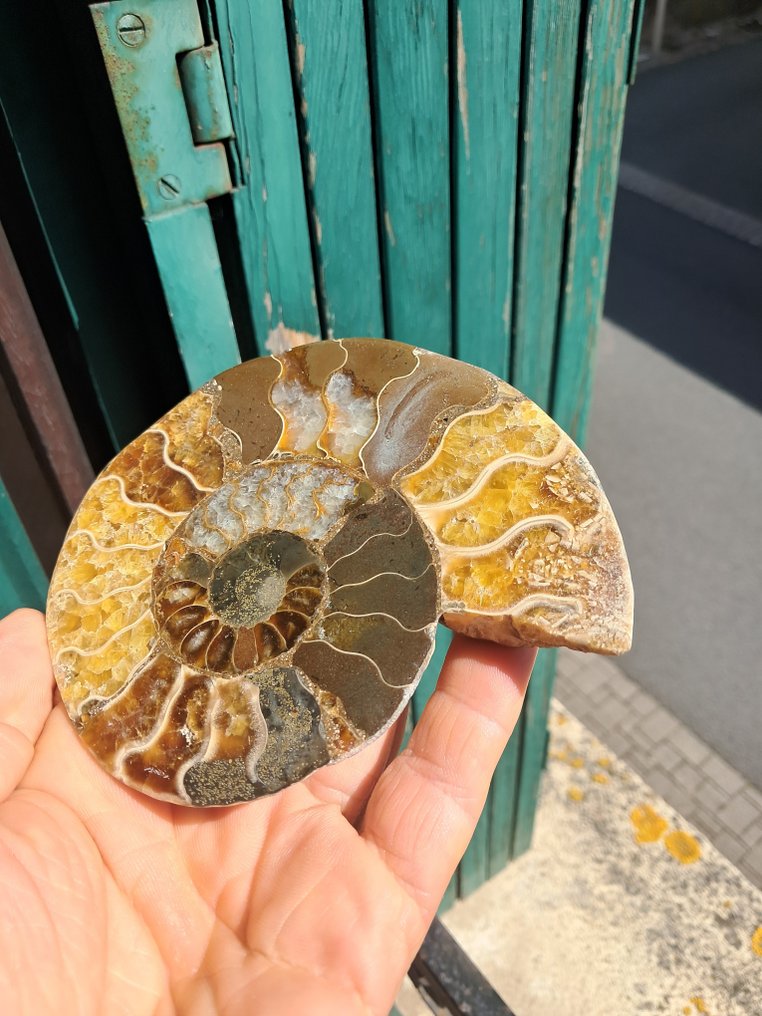 Ammonit - Forstenet dyr - Aioloceras (Cleoniceras) sp. - 12.6 cm - 10.4 cm (Ingen mindstepris) #2.1