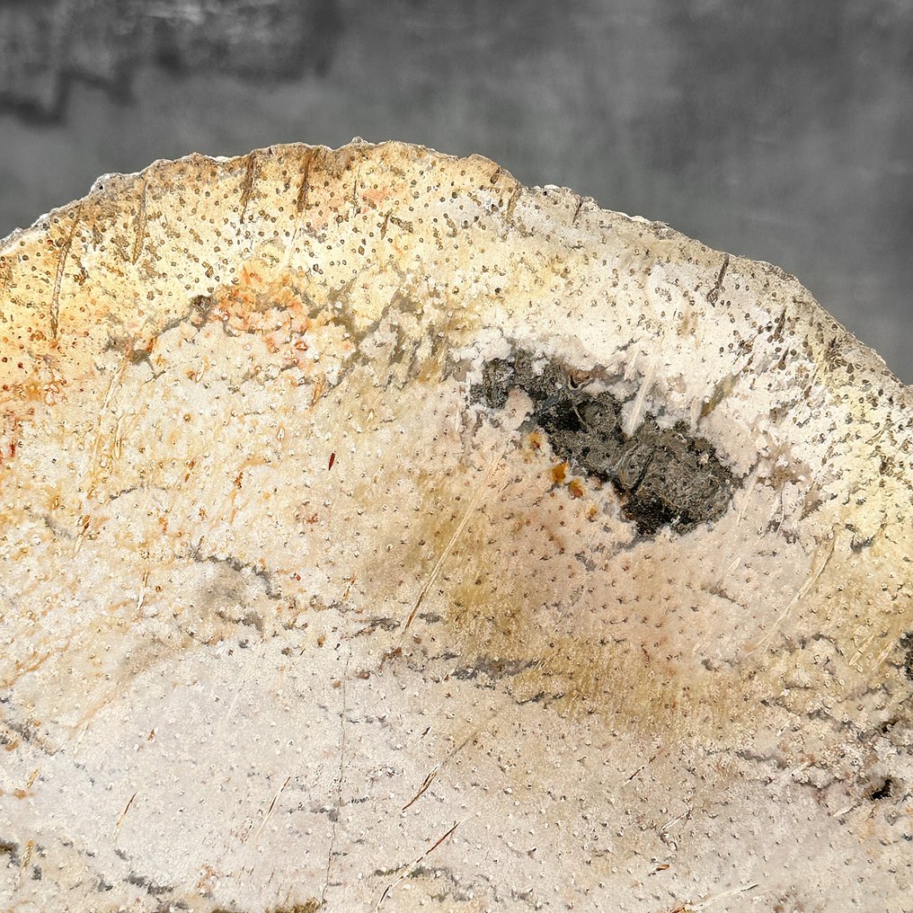 Υπέροχη φέτα ριζώματος φοίνικα σε ειδική βάση - Απολιθωμένο ξύλο - Palma Fossile  (χωρίς τιμή ασφαλείας) #4.3