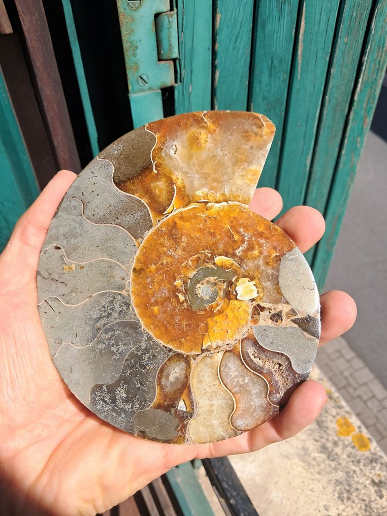 Ammonite - Απολιθωμένο ζώο - Aioloceras (Cleoniceras) sp. - 15.4 cm - 12.5 cm (χωρίς τιμή ασφαλείας) #1.0
