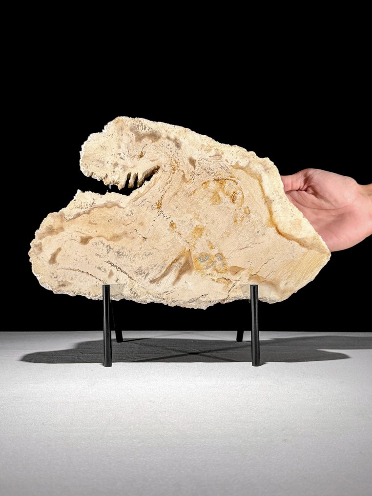 Stunning Slice of Petrified Wood on a custom stand - Fossilised wood  (No reserve price) #1.0