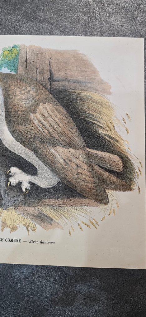 Lit. Petraroja - A. di Lorenzo dis." - Lot with 19 litographies - 1863 #4.3