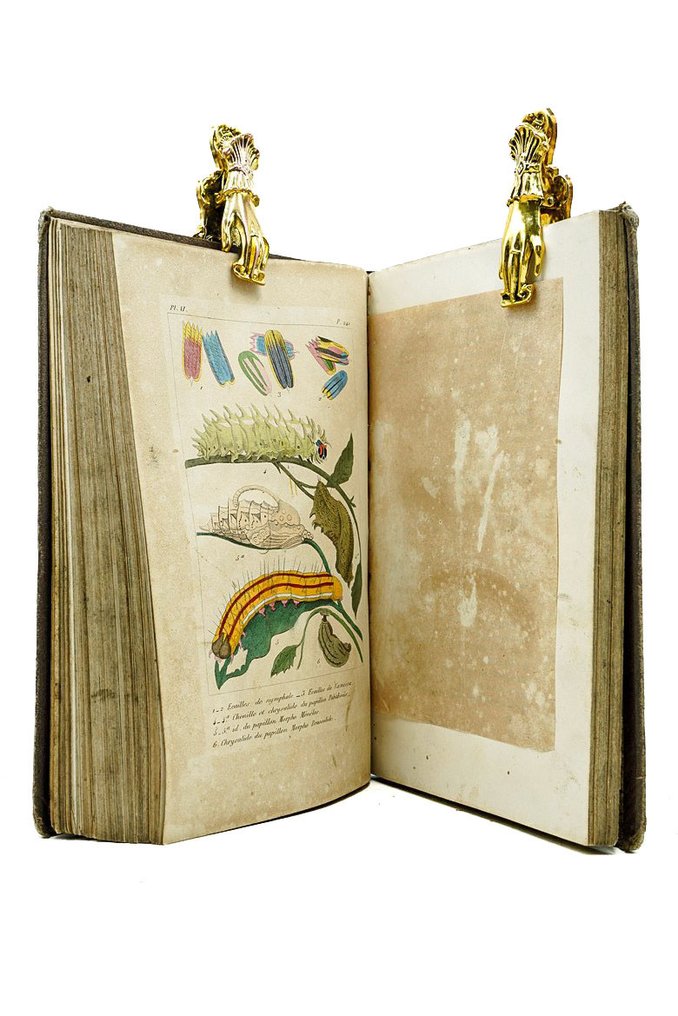 Mlle Ulliac-Trémadeure - Phénomènes et métamorphoses. causeries sur les paillons, les insectes et les Polypes - 1855 #4.3