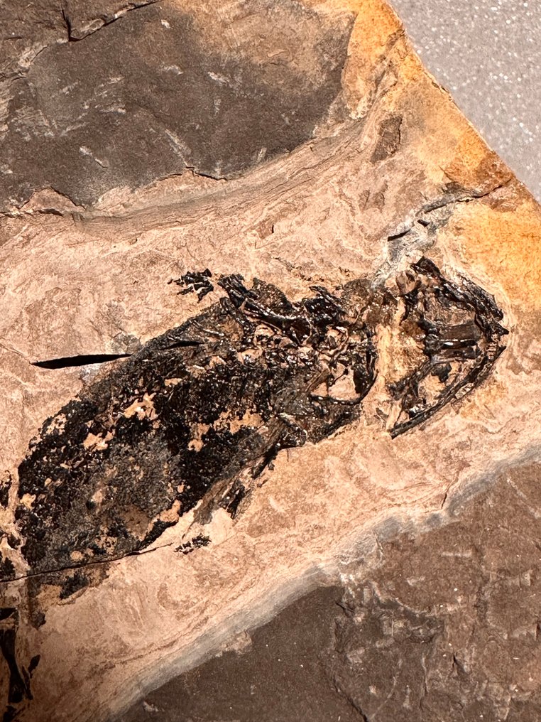 Αμφίβιο «Branchiosaurus» - Απολιθωμένη μήτρα - Apateon pedestris - 16 cm - 10 cm #3.2