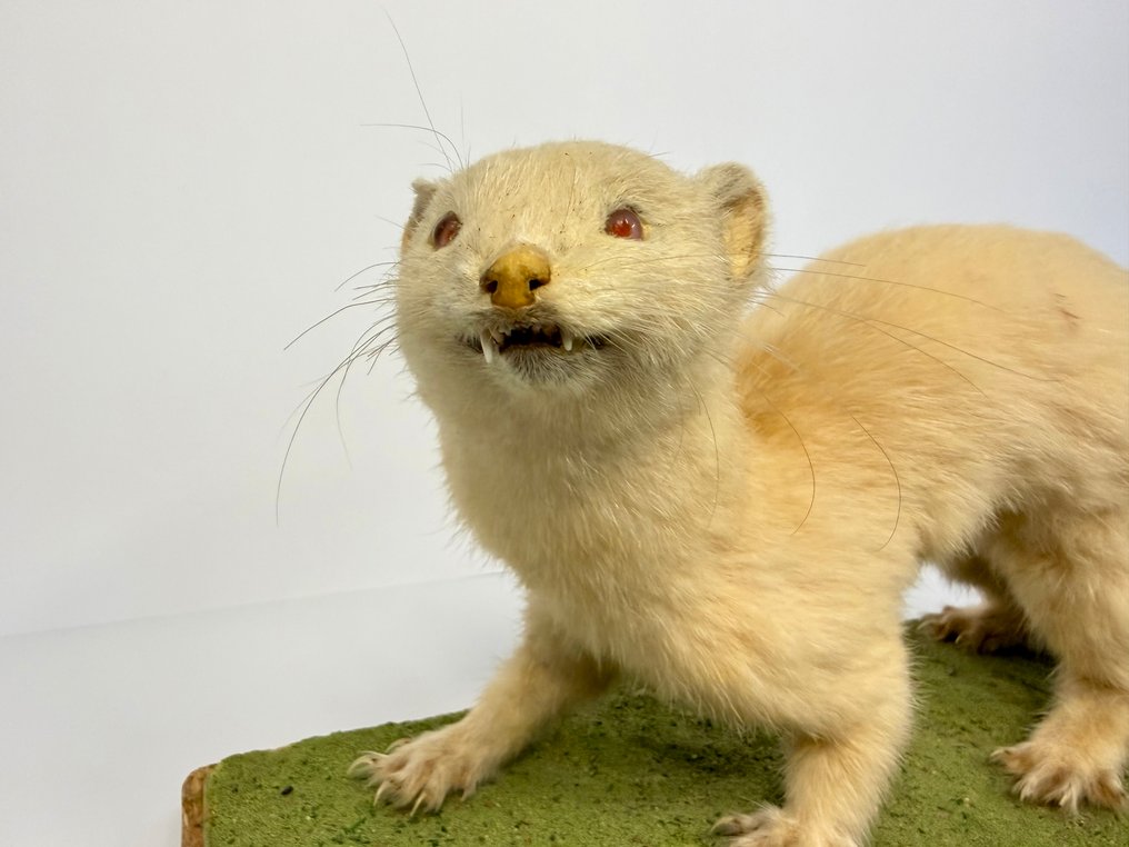 白化雪貂 標本全身支架 - Mustela putorius - 18 cm - 40 cm - 14 mm #2.1