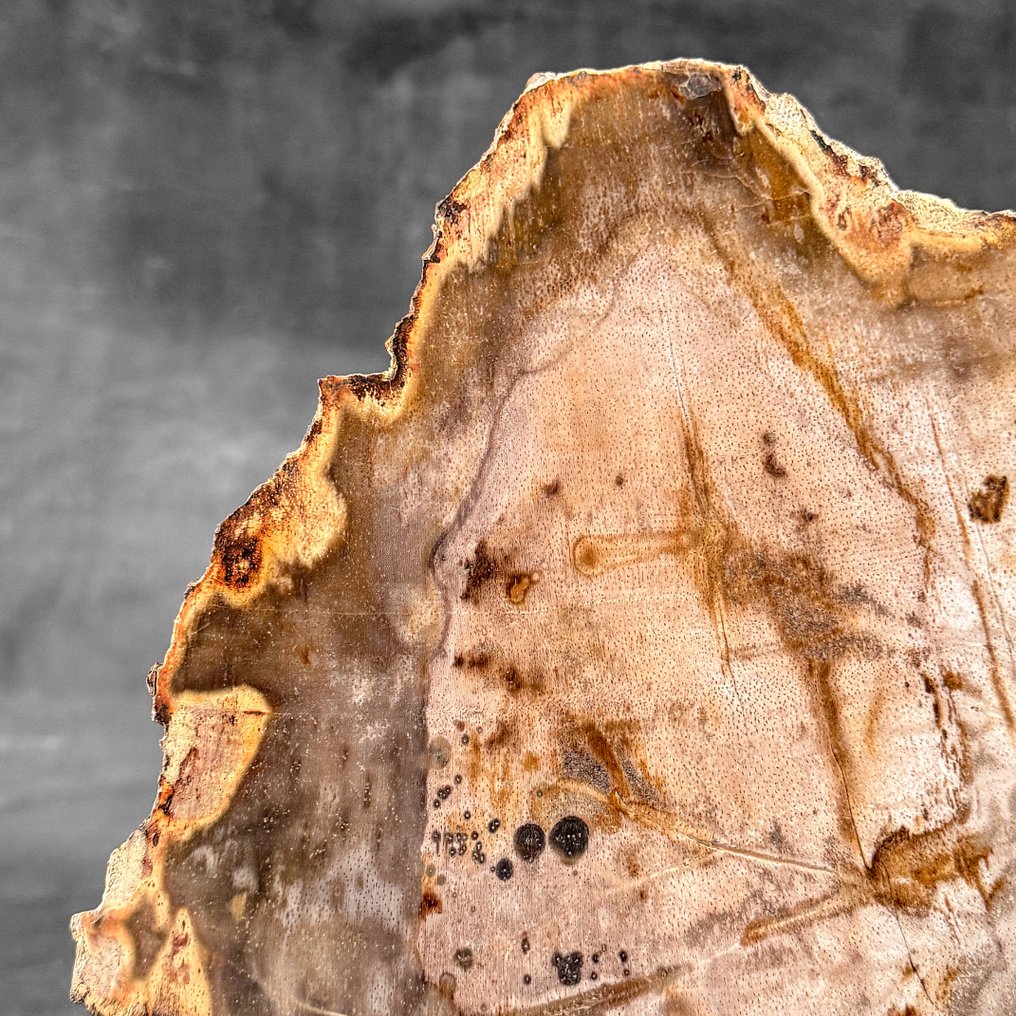 Stunning Slice of Petrified Wood on a custom stand - Fossilised wood (No reserve price) #3.2