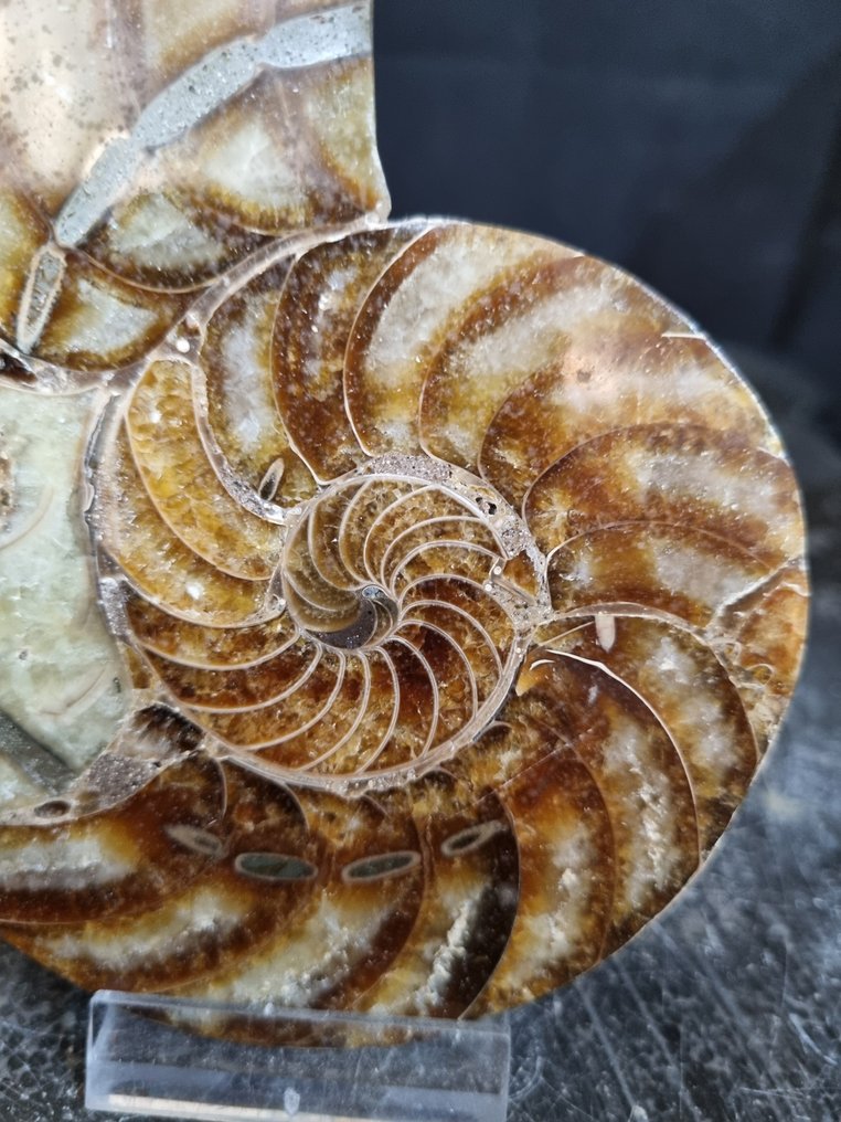 nautilus - Fossiliserat djur - Cenoceras sp. - 115 mm - 98 mm (Utan reservationspris) #3.2