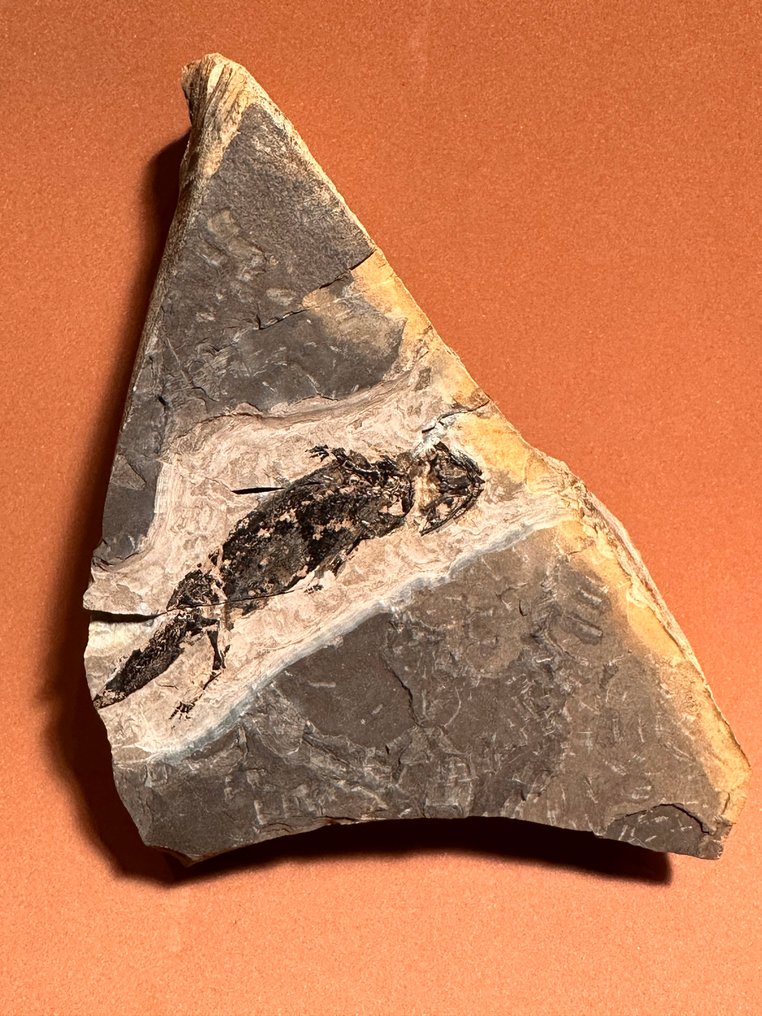 Αμφίβιο «Branchiosaurus» - Απολιθωμένη μήτρα - Apateon pedestris - 16 cm - 10 cm #1.0