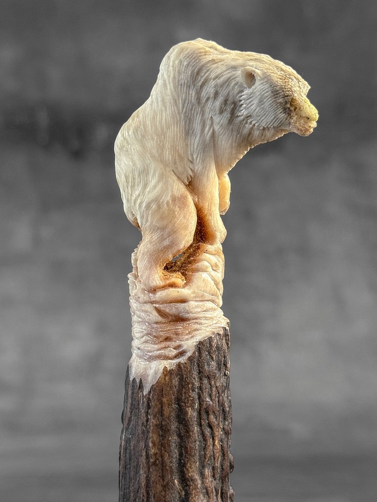 Snijwerk, NO RESERVE PRICE - Stunning Bear carving from deer antler on a custom stand - 17 cm - Hertengewei - 2025 #4.3