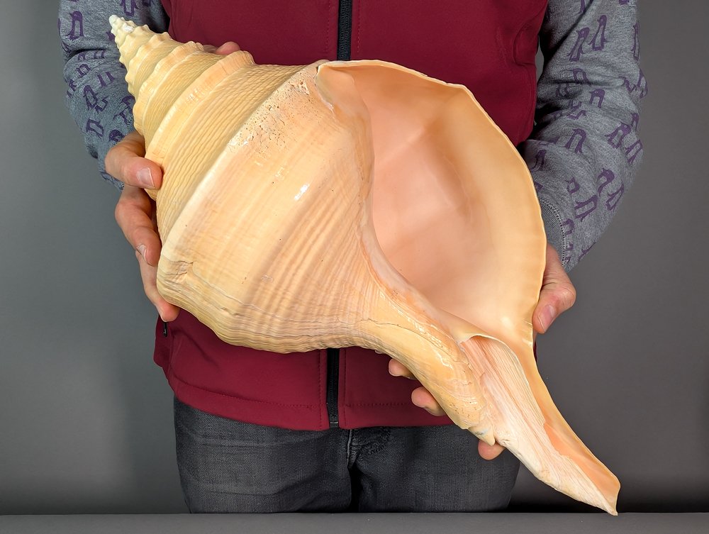 澳大利亚的喇叭 海贝 - Syrinx aruanus #1.0