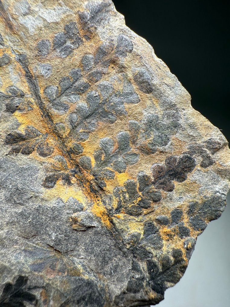 300 Millionen Jahre alter Fossil-Farn - Fossile Sterblichkeitsplatte - Annularia, Diplazite unita #1.0