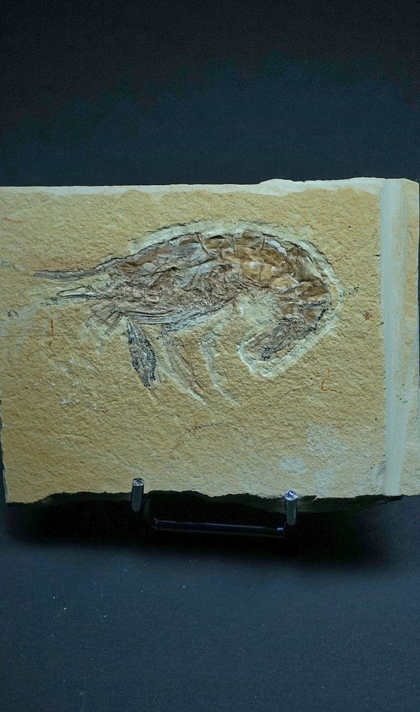 camarão - Animal fossilizado - Carpopenaeus callirostris - 9 cm (Sem preço de reserva) #2.1