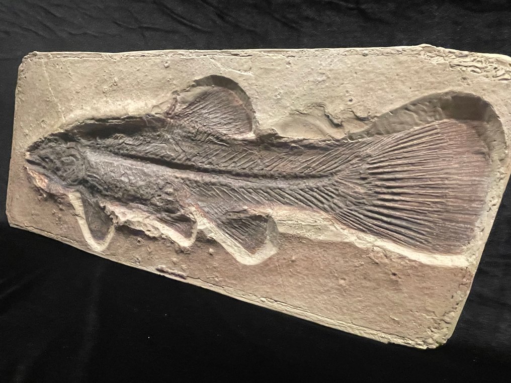 复制品 - 骨骼化石 - Caturea sp. - 22 cm - 50 cm  (没有保留价) #4.3