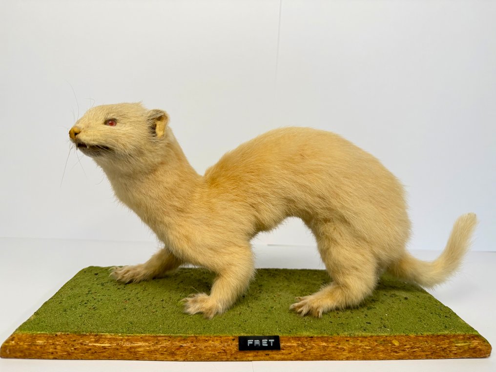 白化雪貂 標本全身支架 - Mustela putorius - 18 cm - 40 cm - 14 mm #1.0