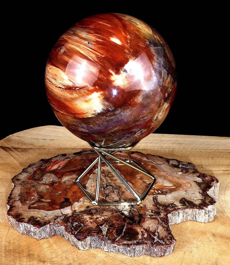 Fossilt trä - Fossiliserat trä - Araucaria - 15.5 cm - 11.5 cm (Utan reservationspris) #1.0