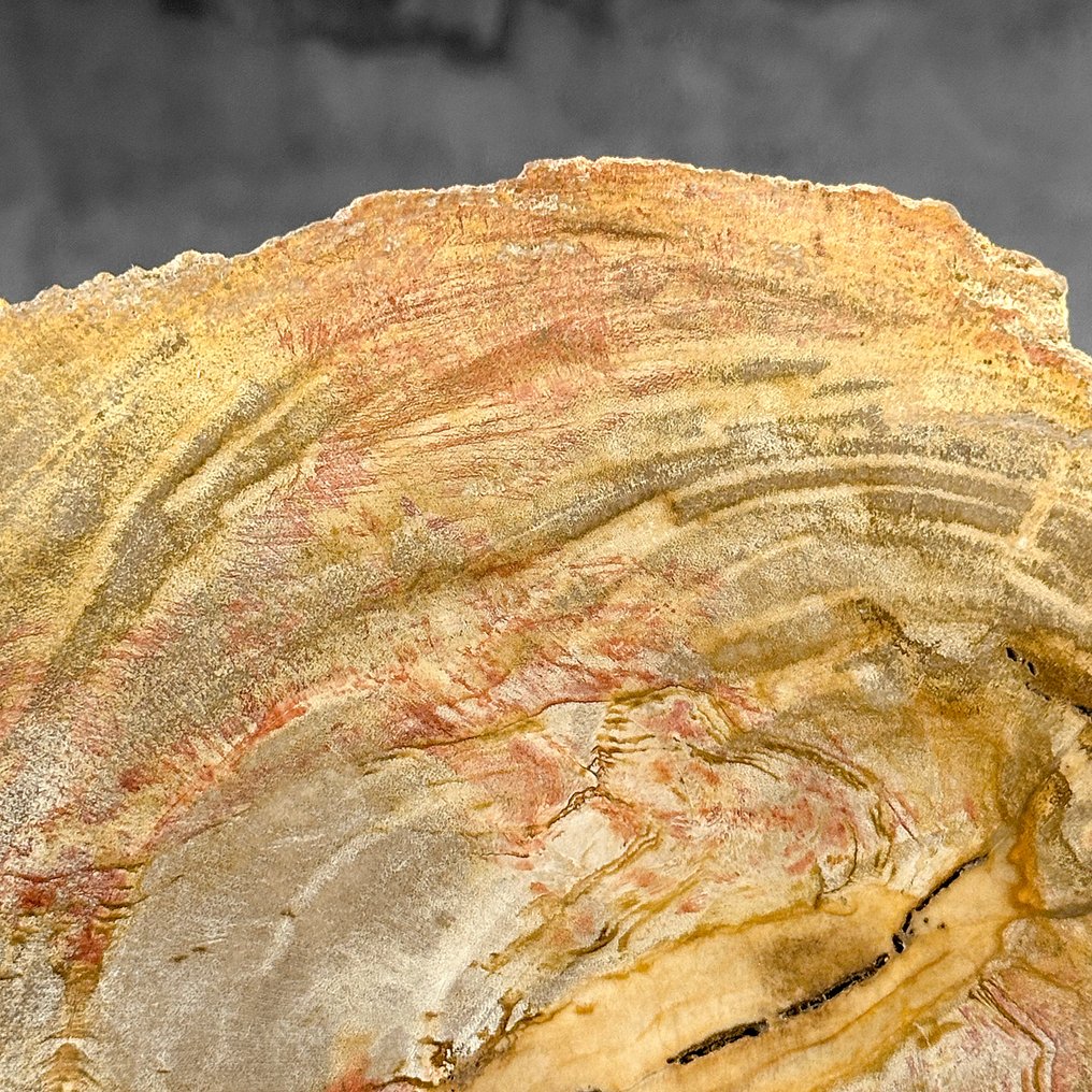 Felie uimitoare de lemn pietrificat pe un suport personalizat - Lemn fosilizat (Fără preț de rezervă) #4.3