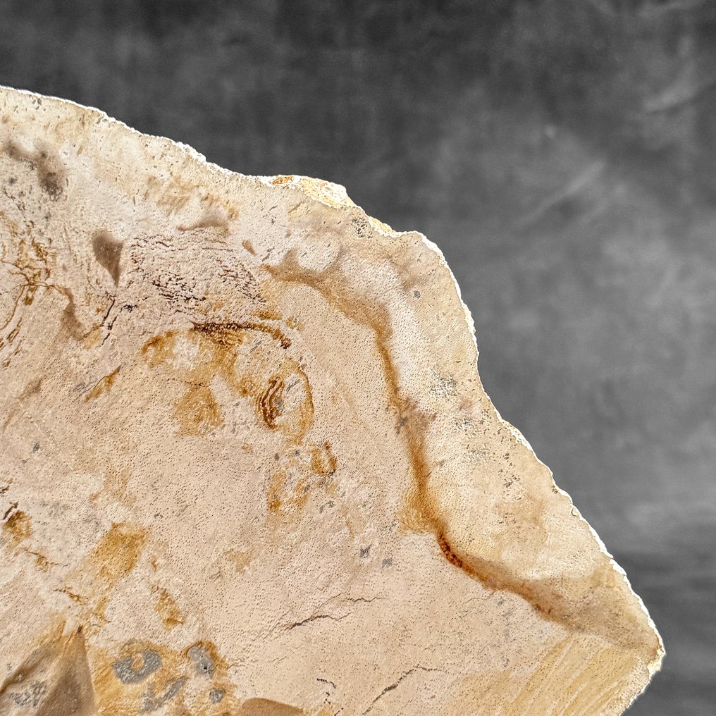 Stunning Slice of Petrified Wood on a custom stand - Fossilised wood  (No reserve price) #4.3