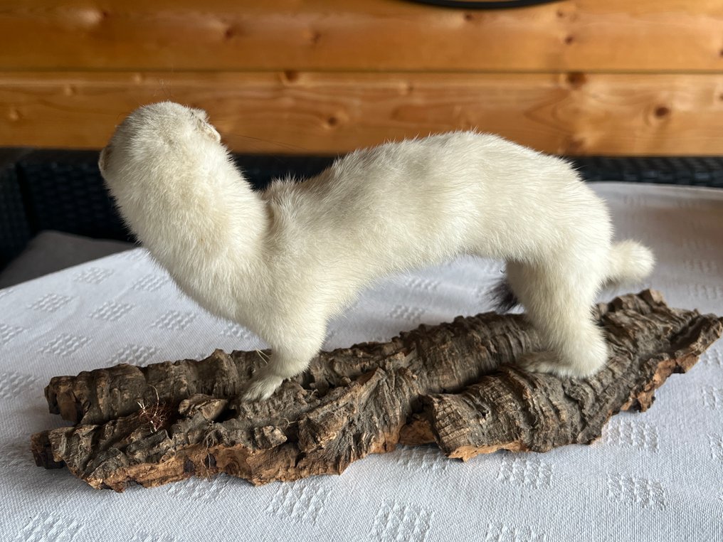 白鼬 动物标本剥制全身支架 - Mustela erminea - 12 cm - 25 cm - 5 cm - 2 #3.2