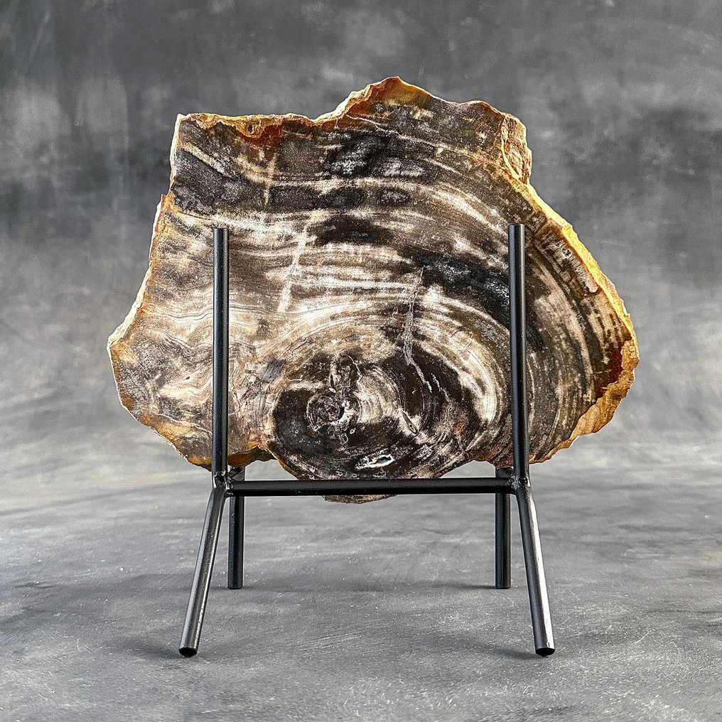 令人惊叹的化石木片，放置在定制底座上。 - 化石木材  (沒有保留價) #1.0