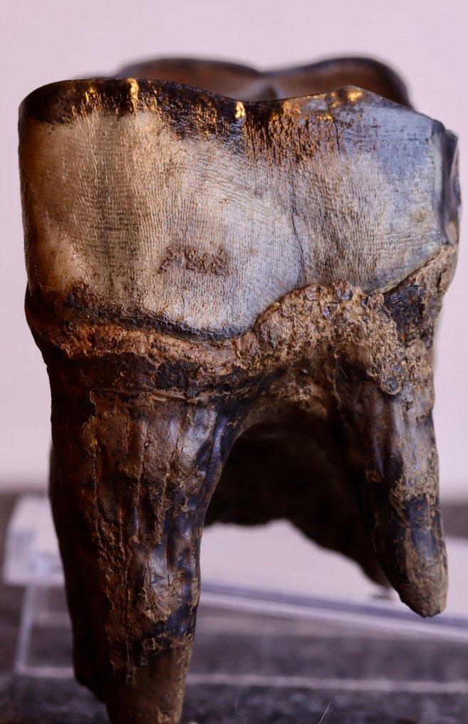 El rinoceronte de Merck - Diente fósil - Stephanorhinus kirchbergensis - 69 mm - 69 mm #1.0