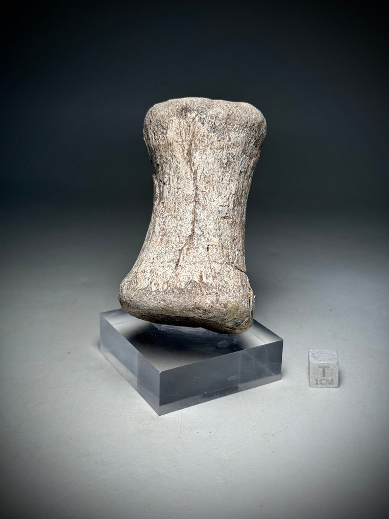 Topp sällsynt okänd theropod dinosaurie bakre svanskotor (svans) vertebra - Fossilt ben #1.0