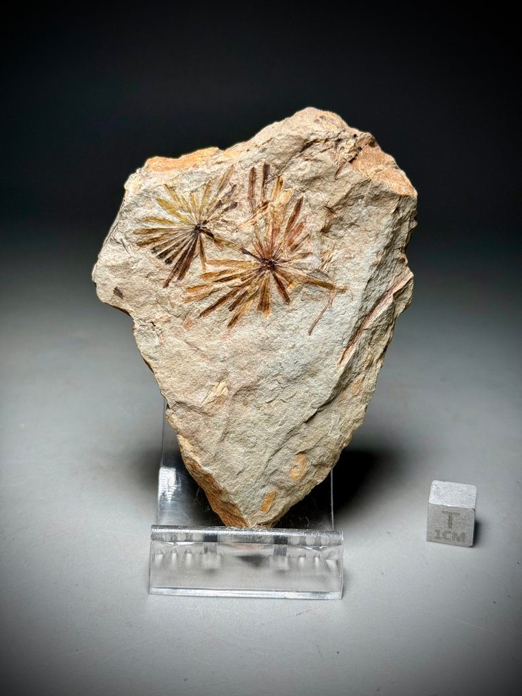 Atemberaubender fossiler Farn - Versteinerte Pflanze - Annularia muricata #1.0