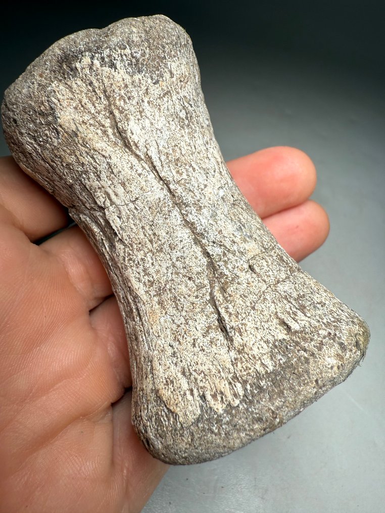 Topp sällsynt okänd theropod dinosaurie bakre svanskotor (svans) vertebra - Fossilt ben #1.0